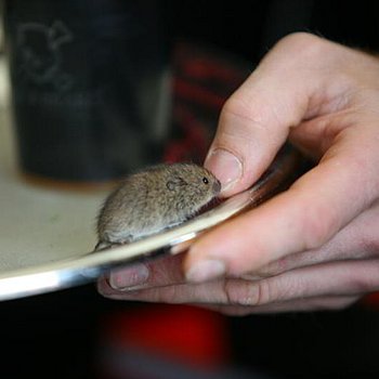 P.S:O:A Galerie 2007 Gallasch Misc